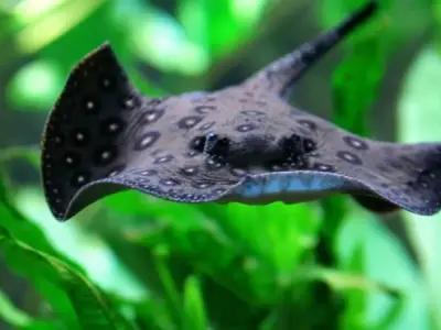 Sự kỳ diệu của cá đuối điện - Cơ chế phát điện sinh học