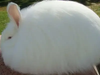 Những điều cần biết về thỏ Angora trước khi nuôi