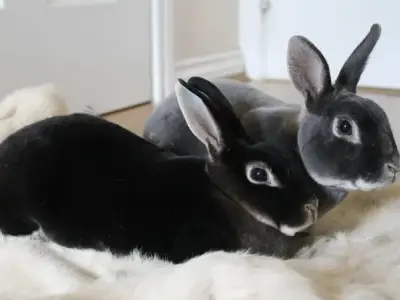 Thỏ Mini Rex là gì? Đặc điểm nổi bật của giống thỏ này