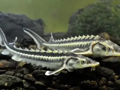 Tìm hiểu về cá tầm - Đặc điểm, phân loại và môi trường sống