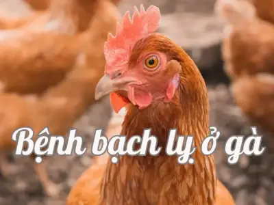 Nguyên nhân gây bệnh bạch lỵ ở gà và cách xử lý kịp thời