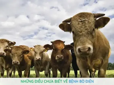 Bệnh bò điên là gì? Cách nhận biết và biện pháp điều trị