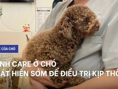 Bệnh Care là gì? Hướng dẫn chi tiết về chẩn đoán và điều trị