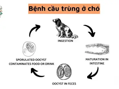 Triệu chứng bệnh cầu trùng ở chó - Dấu hiệu cần chú ý
