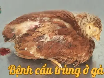 Bệnh cầu trùng ở gà - Nguyên nhân và cách phòng tránh