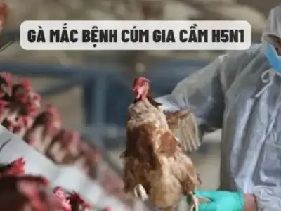 Cúm gia cầm - Các biện pháp an toàn giúp bảo vệ đàn gia cầm