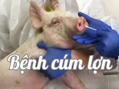 Phương pháp phòng ngừa bệnh cúm lợn (Swine influenza)
