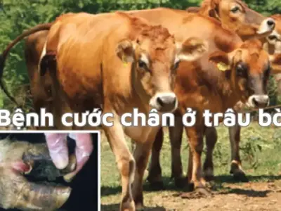 Những triệu chứng của bệnh cước chân ở trâu bò và cách xử lý