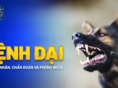 Bệnh dại ở chó - Làm thế nào để bảo vệ thú cưng của bạn?