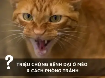 Nguyên nhân gây bệnh dại ở mèo và cách phòng chống hiệu quả