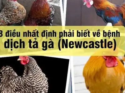 Bệnh dịch tả gà là gì? Nguyên nhân và cách phòng ngừa