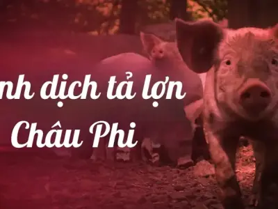 Bệnh dịch tả lợn châu Phi - Cách nhận biết và phòng ngừa