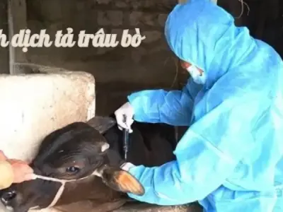 Các biện pháp phòng ngừa bệnh dịch tả trâu bò (Rinderpest)