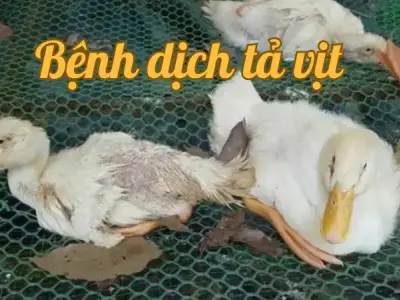 Bệnh dịch tả vịt - Nguyên nhân và dấu hiệu nhận biết