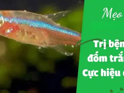Triệu chứng bệnh đốm trắng trên cá và cách xử lý hiệu quả
