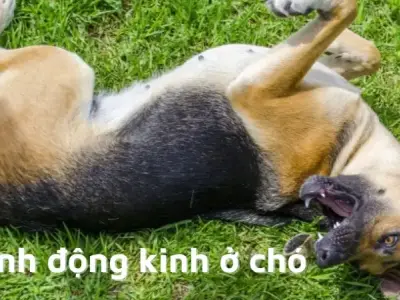 Cách xử lý bệnh động kinh ở chó - Hướng dẫn từ chuyên gia
