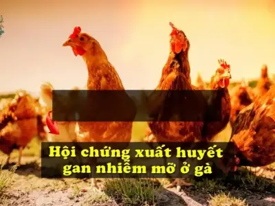 Bí quyết giảm nguy cơ bệnh gan nhiễm mỡ gia cầm hiệu quả