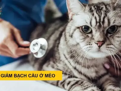Bệnh giảm bạch cầu ở mèo - Lưu ý quan trọng cho chủ nuôi