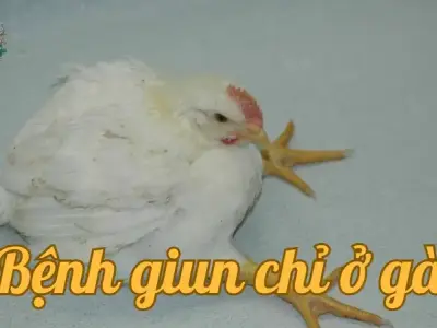 Những dấu hiệu nhận biết bệnh giun chỉ ở gà bạn cần biết