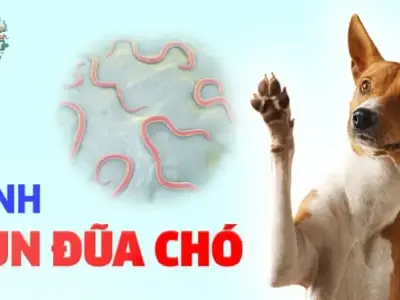 Cách nhận biết và điều trị bệnh giun đũa ở chó hiệu quả