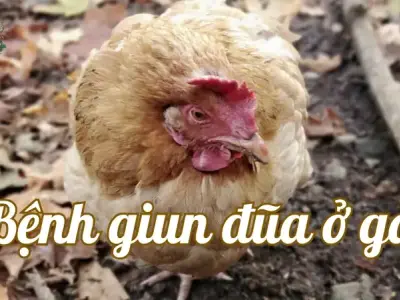 Bí quyết phòng tránh bệnh giun đũa ở gà trong chăn nuôi