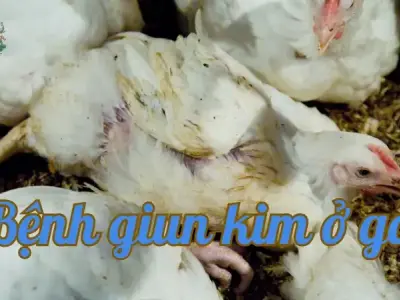 Bệnh giun kim ở gà - Làm thế nào để điều trị kịp thời?