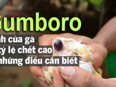 Bệnh Gumboro ở gà là gì? Hướng dẫn chẩn đoán và phòng ngừa