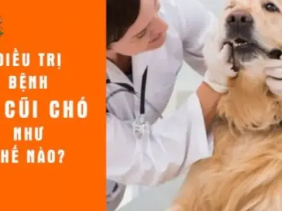 Bệnh ho cũi ở chó - Dấu hiệu nhận biết và cách xử lý kịp thời