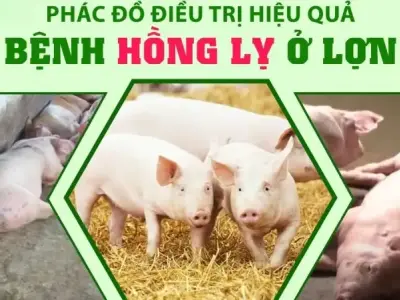 Tìm hiểu về bệnh hồng lỵ ở heo - Nguyên nhân và cách điều trị
