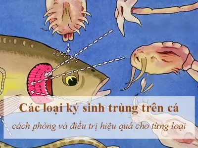 Bệnh ký sinh trùng ở cá và những lưu ý khi điều trị