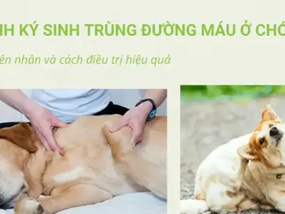 Bệnh nhiễm ký sinh trùng ở chó - Những điều bạn cần biết