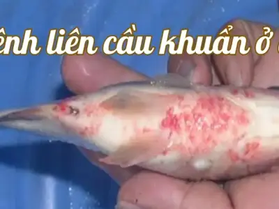 Bệnh liên cầu khuẩn ở cá - Nguyên nhân và cách điều trị