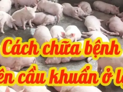 Hướng dẫn điều trị bệnh liên cầu khuẩn trên heo ở trang trại