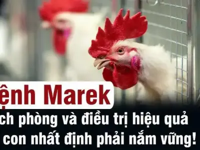 Cách phát hiện sớm bệnh Marek ở gà và biện pháp xử lý