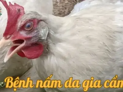 Bệnh nấm da gia cầm là gì? Cách điều trị nhanh chóng