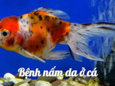 Nguyên nhân gây bệnh nấm da ở cá và cách phòng tránh