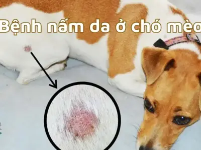 Những sai lầm thường gặp khi điều trị bệnh nấm da ở chó mèo