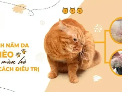 Cách phòng ngừa và chữa trị bệnh viêm da nấm ở mèo tại nhà