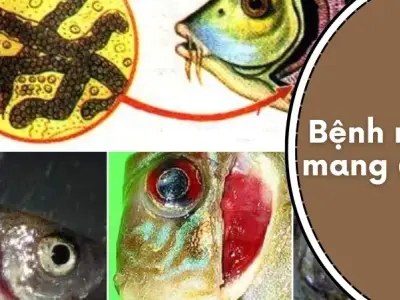 Cách nhận biết bệnh nấm mang ở cá và phương pháp phòng ngừa
