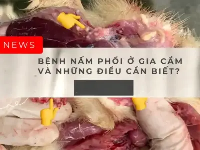 Triệu chứng bệnh nấm phổi gia cầm và cách điều trị