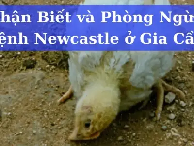 Bệnh Newcastle ở gà là gì? Dấu hiệu và cách điều trị