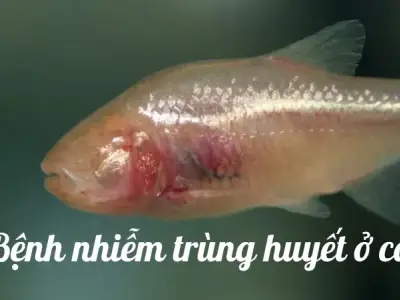 Cách điều trị bệnh nhiễm trùng huyết ở cá hiệu quả nhất
