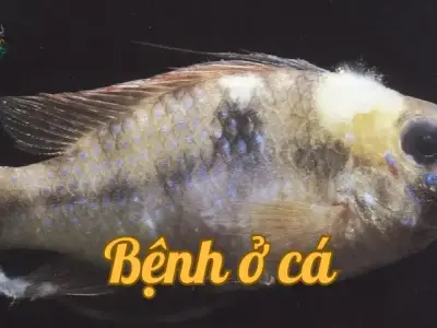 Những dấu hiệu cảnh báo bệnh ở cá mà người nuôi cần biết