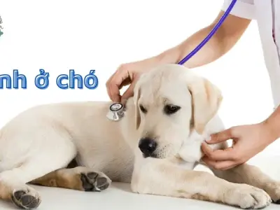 Các bệnh ở chó - Triệu chứng thường gặp và cách điều trị