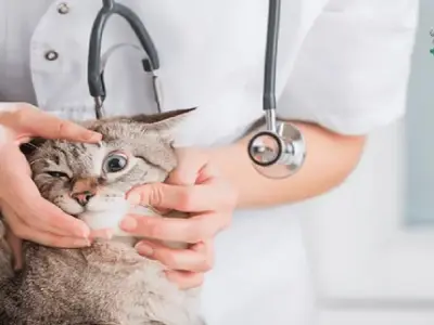 Hướng dẫn cách nhận biết và điều trị hiệu quả các bệnh ở mèo