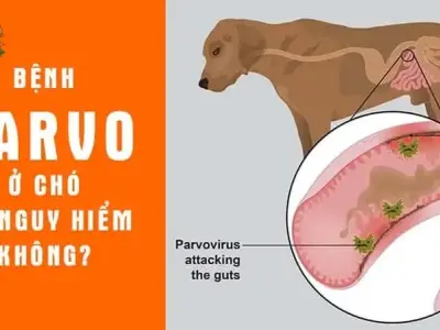 Phương pháp điều trị bệnh parvo - Lời khuyên từ chuyên gia