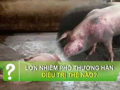 Bệnh phó thương hàn lợn là gì? Cách nhận biết và xử lý