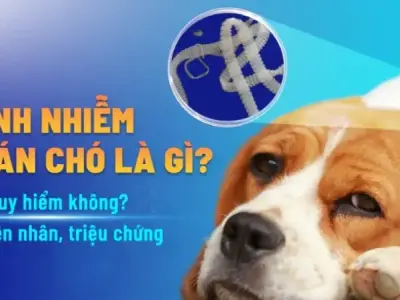Tác hại của bệnh sán chó đối với sức khỏe con người