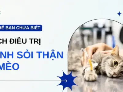 Bệnh sỏi thận ở mèo có nguy hiểm không? Cách chăm sóc