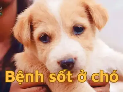 Bệnh sốt ở chó - Những điều cần biết để đảm bảo sức khỏe